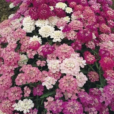 CRGO ™ PAU-27-Candytuft Dwarf Fairy Mix Seeds - Iberis Umbellata-100 x Seeds Seed(100 per packet)