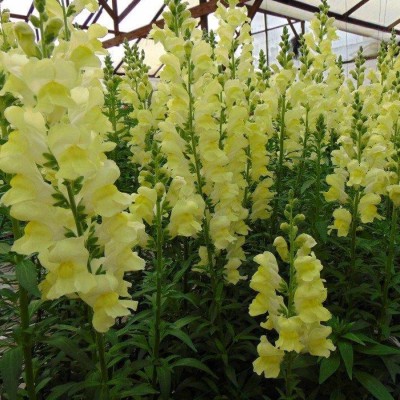 Biosnyg Snapdragon Rocket Series F1 Lemon-[250 Seeds] Seed(250 per packet)