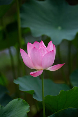 Around Creation lotus,kamal gatta Seed(14 per packet)
