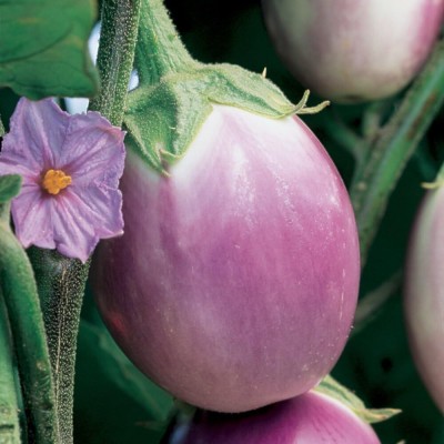 Qualtivate PUAS-4A Rosa Bianca Brinjal Seeds Seed(300 per packet)