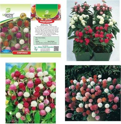 U-GROW INDIA UGROW INIDA VIBRANT GOMPHRENA MIX: LONG-LASTING GLOBE AMARANTH FLOWERS Seed(40 per packet)