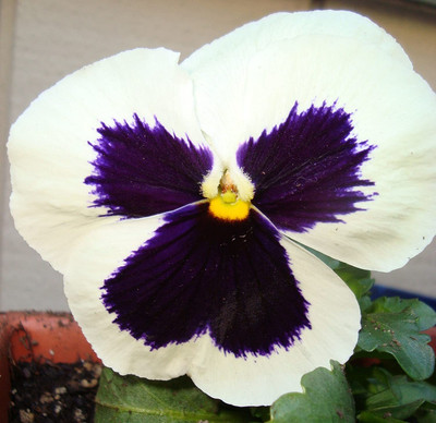 ACCELCROP Pansy Red Flower Seeds Hybrid Seed(70 per packet)