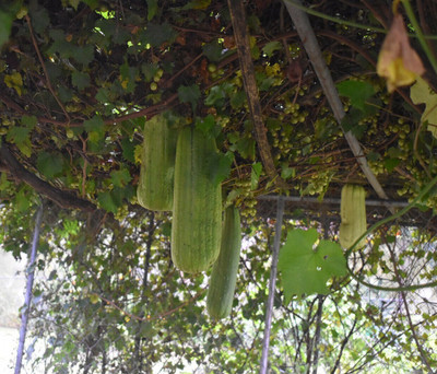 Quentova Luffa tori Sponge Gourd-VDI-4F Seed(75 per packet)