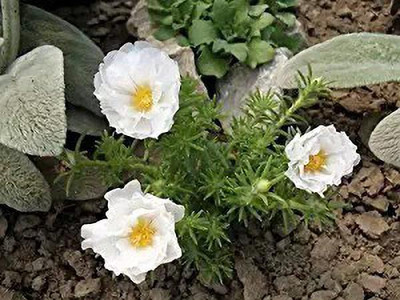 Aro Portulaca Seed(300 per packet)