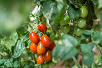 clause tomato Seed(100 per packet)