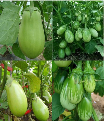 ibains Green brinjal seeds beez 55 Seed(85 per packet)