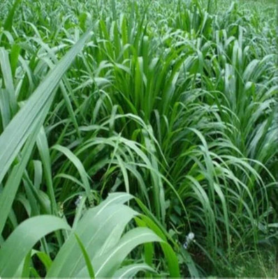 Arshiayat Makhan Grass Seeds, Animal Feed Grass, Green Fodder Seeds Seed(500 g)