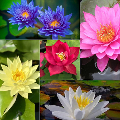 DEYS AGRO ™ lotus seeds mix colour,beautiful variety flower Seed(25 per packet)
