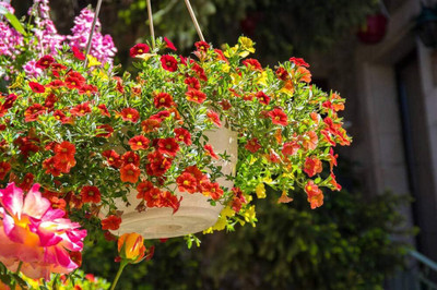 ACMS RED WHITE AND PURPEL Petunia Flowers Mixed Rainbow Color for Home Garden Seed(100 per packet)