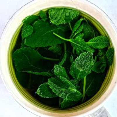 MAA Mint, Pudina Seed(20 per packet)