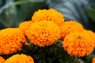 Advi marigold/gende ka phool flower seeds Seed(75 per packet)