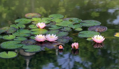 CYBEXIS XLL-86 - Beautiful White Pink Dwarf Aquatic Water Lily - (270 Seeds) Seed(270 per packet)