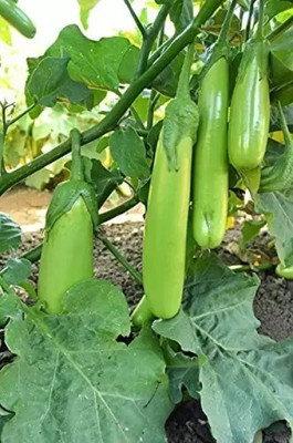 Aro Brinjal Green Long, Brinjal, Eggplant Seed(190 per packet)