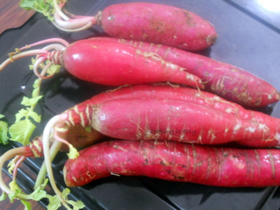 XOLDA Organic red radish Seed(43 per packet)