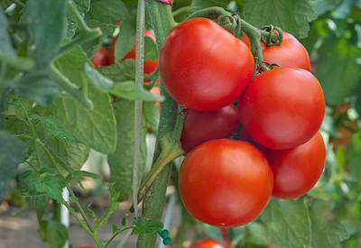 ALPINE HYBRID SEEDS tomato Seed(120 per packet)