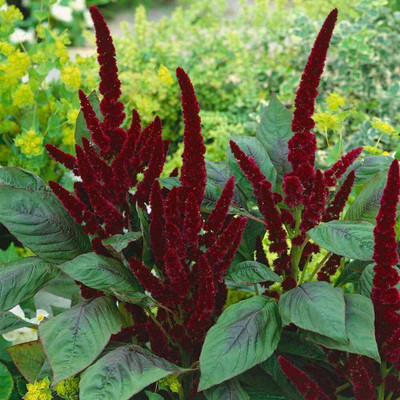 Aywal Amaranthus Burgundy Red/ Dark Green Flower Seed(40 per packet)