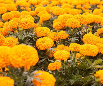 Seedsqlty marigold flower seeds for home garden, high germination (100 seeds) Seed(100 per packet)