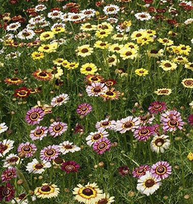 Lorvox Chrysanthemum Seed(30 per packet)