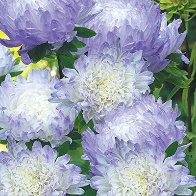 Aywal Aster Mixed Hybrid Imported Flower Seed(10 per packet)