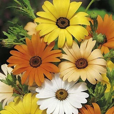 CYBEXIS LX-81 - Hybrid African Daisy - Orange - (540 Seeds) Seed(540 per packet)