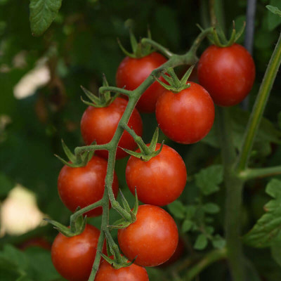VRAKSHA Tomato Artemis Seed(500 per packet)