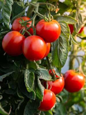 KOO Retails tomato Seed(30 per packet)