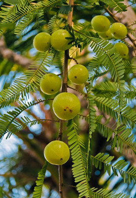 DEYS AGRO ® hybrid amla fruit seeds,amloki fruit seeds 112 Seed(112 per packet)