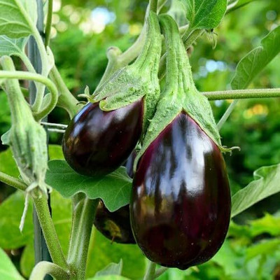 KNESSiN Hybrid Brinjal Round (Gol Baigan) ( Seeds) Seed(1000 per packet)