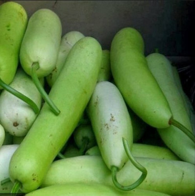 Quentova Bottle Gourd F1 Hybrid Sumant seeds-LIV Seed(60 per packet)