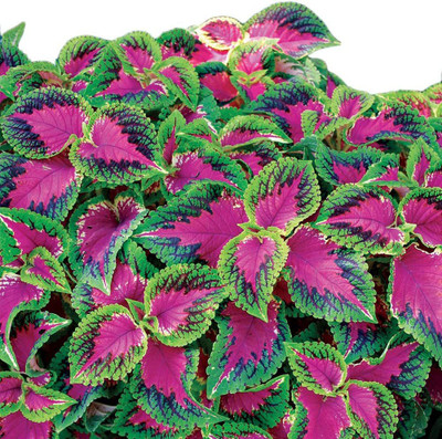 CYBEXIS NDIR-51 - Watermelon Coleus - (450 Seeds) Seed(450 per packet)