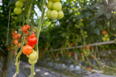 Shree Ganesh tomato Seed(145 per packet)