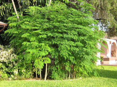 Qualtivate PUAS-2A Moringa Pkm1 Organic Large Size Seed(50 per packet)