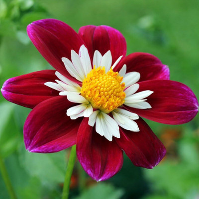 CRGO DAHLIA Seed(25 per packet)
