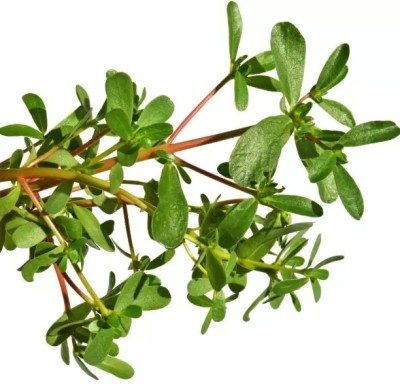 MAA Purslane, Kulfa Seed(60 per packet)