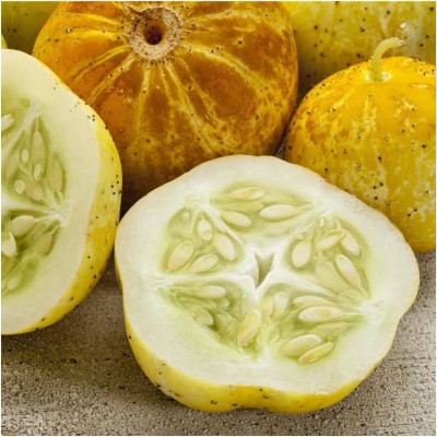 VibeX LX-81 - Lemon Cucumber (Cucumis sativus) - (450 Seeds) Seed(450 per packet)