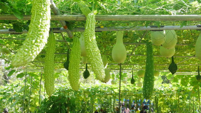 NV LIVE bitter gourd,karela seeds Seed(30 per packet)
