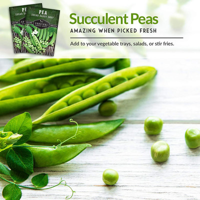 CYBEXIS XL-97 - Sugar Daddy Snap Pea - (100 Seeds) Seed(100 per packet)