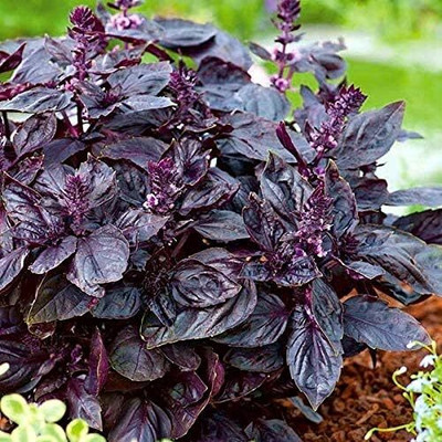 Qualtivate XLR-22 Dark Opal Sweet Basil Seed(1000 per packet)