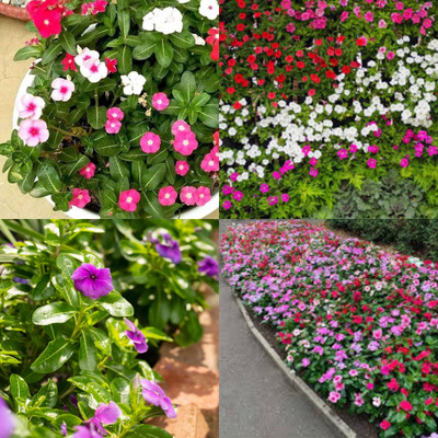 ibains Vinca flower seeds mix bij 22 Seed(22 per packet)