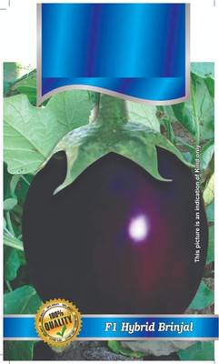 Qualtivate AXL-1AT F1 Hybrid Brinjal Round Seeds Seed(300 per packet)