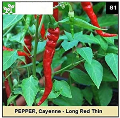 CYBEXIS CAYENNE LONG RED PEPPER1200 Seeds Seed(1200 per packet)