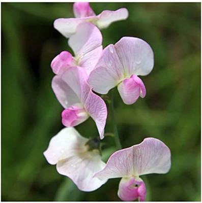 CYBEXIS Lathyrus latifolius 'Pink ' Seeds. Pink Perennial Sweet Peas Seed(1 g)