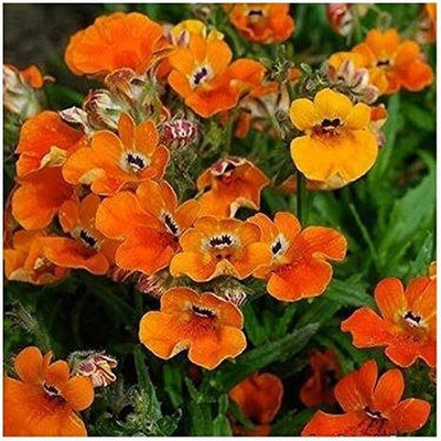 LPR NEMESIA Seed(60 per packet)