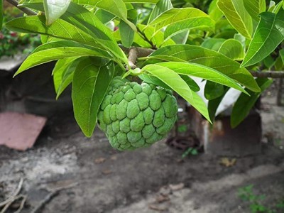 Kapebonavista Sitaphal Annona squamosa Grafted Plant Seed(1 per packet)