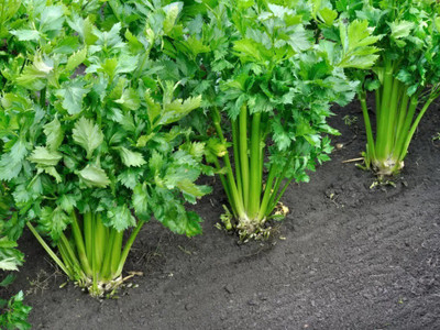 ENTENT Celery Vegetable/Herb Seed(80 per packet)