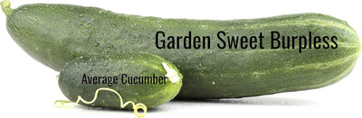 Qualtivate RES-5A Garden Sweet Cucumber Seeds Seed(300 per packet)