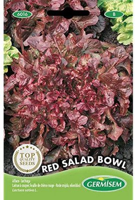 CYBEXIS Red Lettuce Seed(500 per packet)