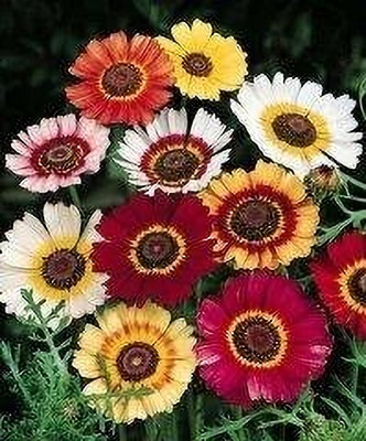 Aywal Rainbow Chrysanthemum Flower Seed(20 per packet)