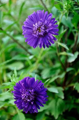 Aro Aster princes Seed(55 per packet)