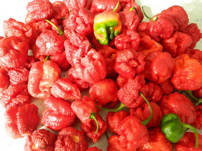 Biosnyg Non GMO Hot Dragons Breath Chilli Seeds For Planting-(2000 Seeds) Seed(2000 per packet)